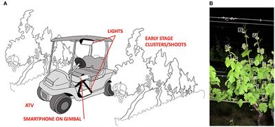 Low-Cost, Computer Vision-Based, Prebloom Cluster Count Prediction in Vineyards